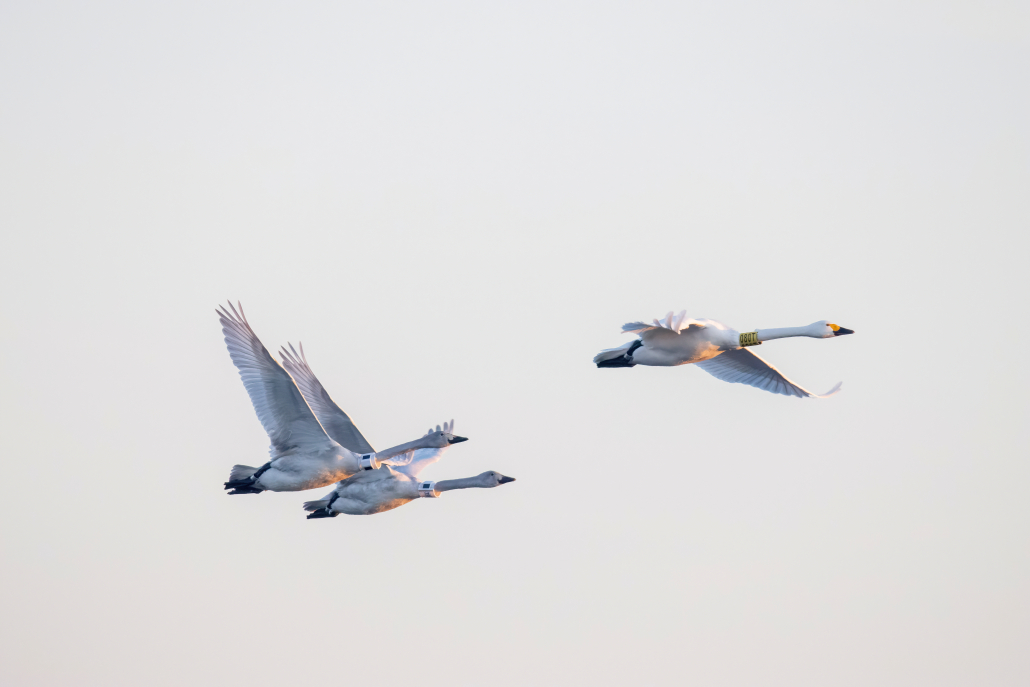 bewick's swans by Frederick Fleet